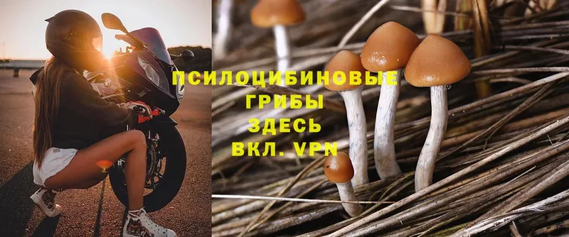 цены   Волхов  Псилоцибиновые грибы Psilocybine cubensis 